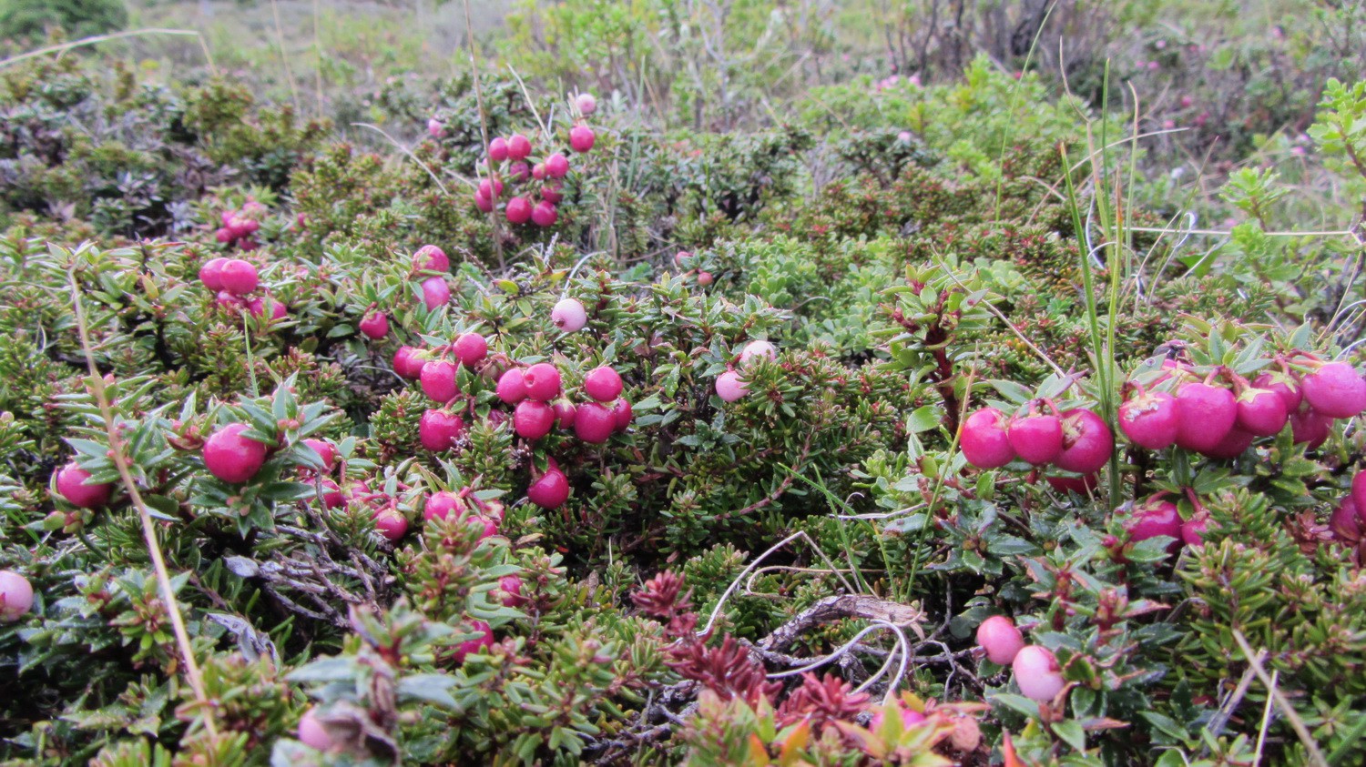 Some berries in the Sierra Dorotea
